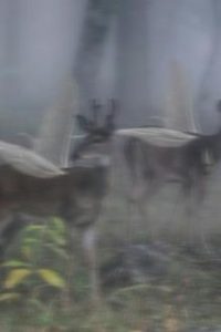 Giấc Mộng Ảo Huyền