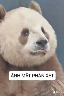 Hôm Nay Vương Thị Phá Sản Chưa?