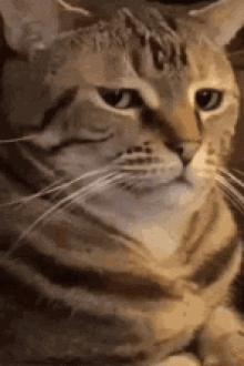 Không Rõ A, Ta Cũng Không Rõ A