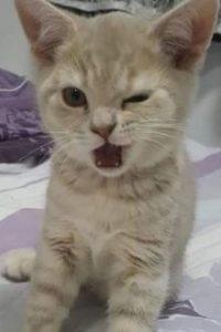 Miếng Thạch Mọng Nước