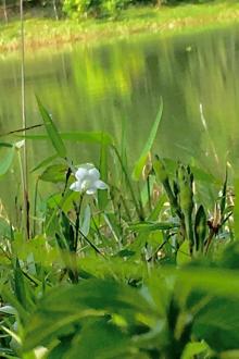 Từng Cành Lá Nhỏ Trên Một Thân Cây Lớn